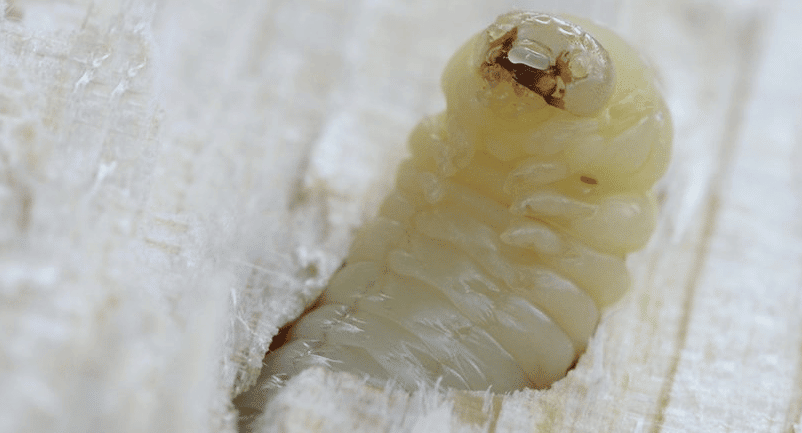 larva bianca di tarlo