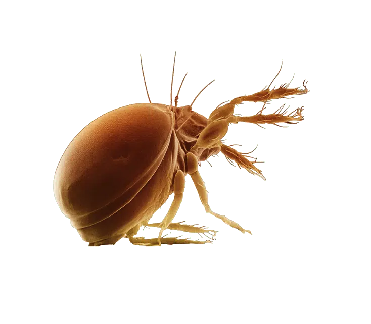 acari della polvere immagini