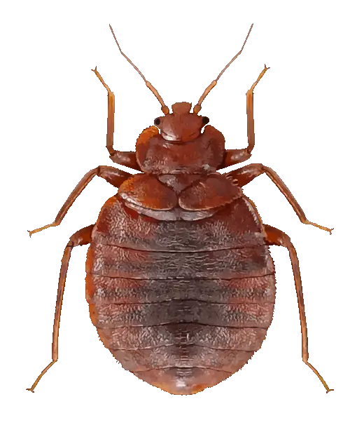 cimice del materasso