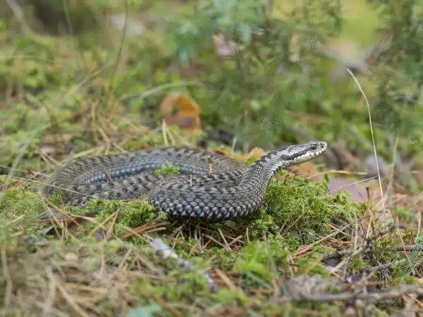 Vipera